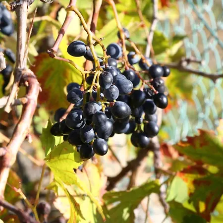 Casa Mari Pontedassio