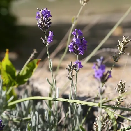 بيت للعطل Casa Mari Pontedassio